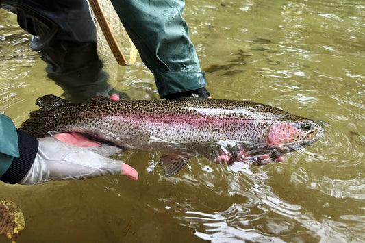 Swift River in Massachusetts fly fishing guide service