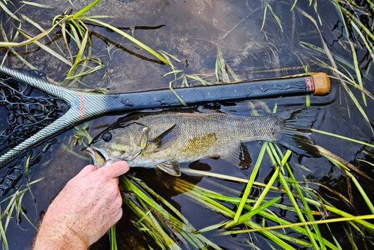 Maine's Smallmouth Bass