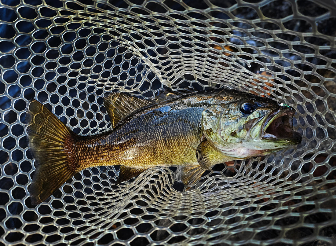 Maine's smallmouth bass.