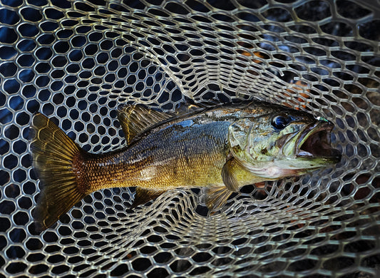 Maine's smallmouth bass.