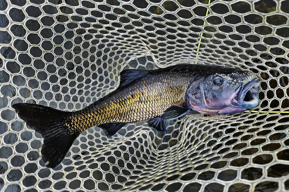 Maine's Native Fallfish