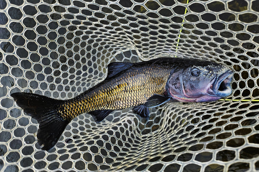 Maine's Native Fallfish