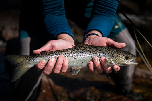 A native Maine landlocked salmon from the Sebago Lake system