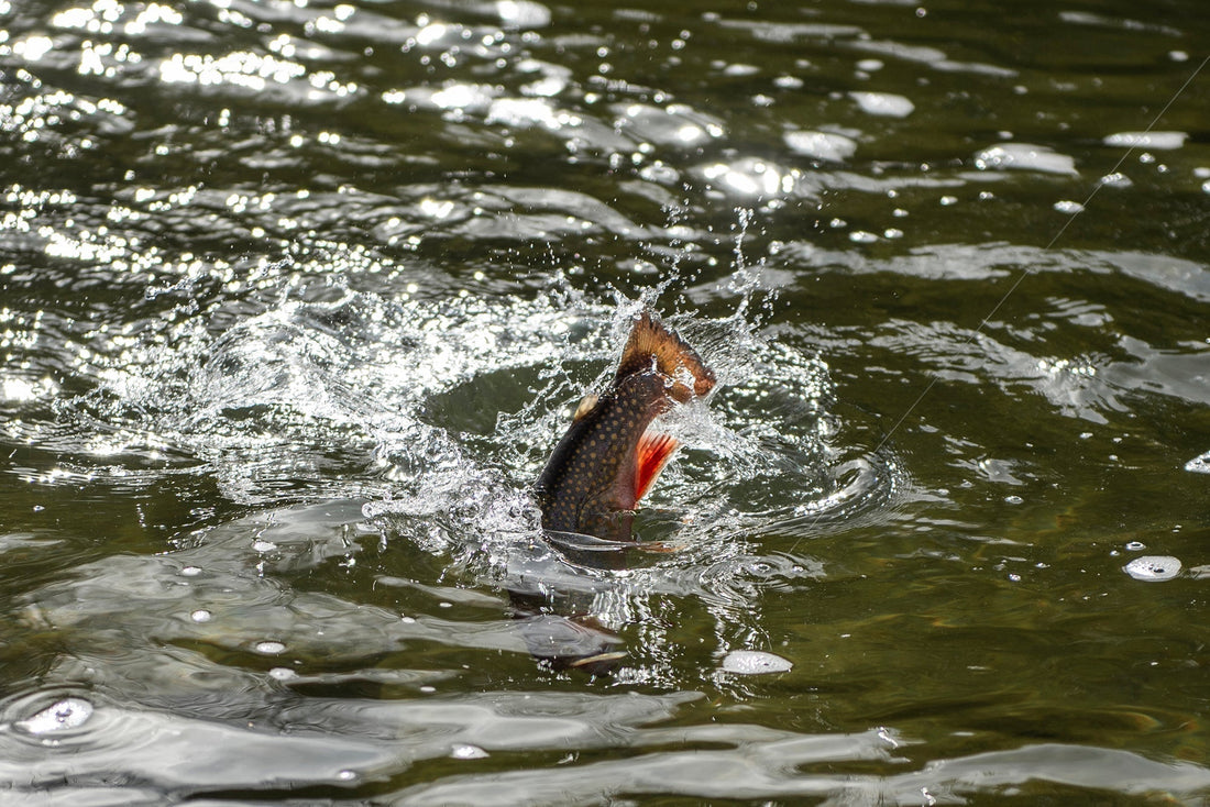 Maine's Native Brook Trout