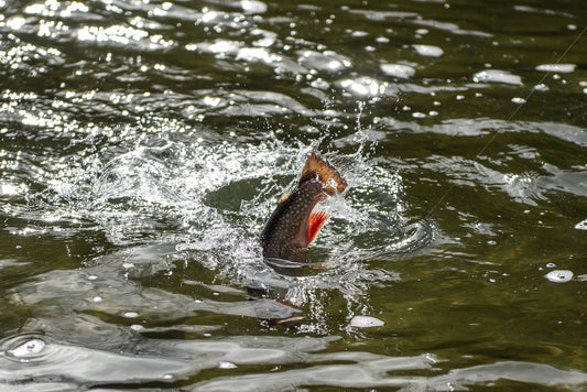 Maine's Native Brook Trout