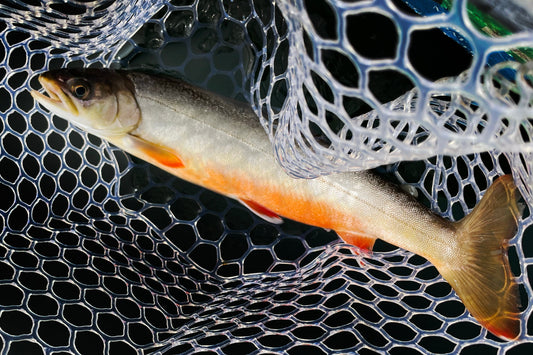 Arctic Char caught on a trip with New England Fly Company in Maine.