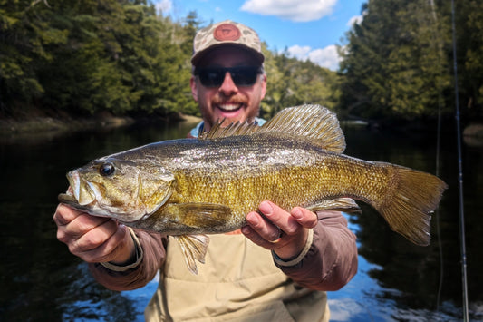 Trophy size smallmouth bass from the Union River in Maine.