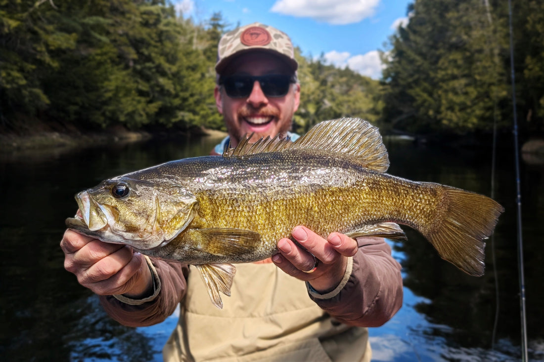 Trophy size smallmouth bass from the Union River in Maine.