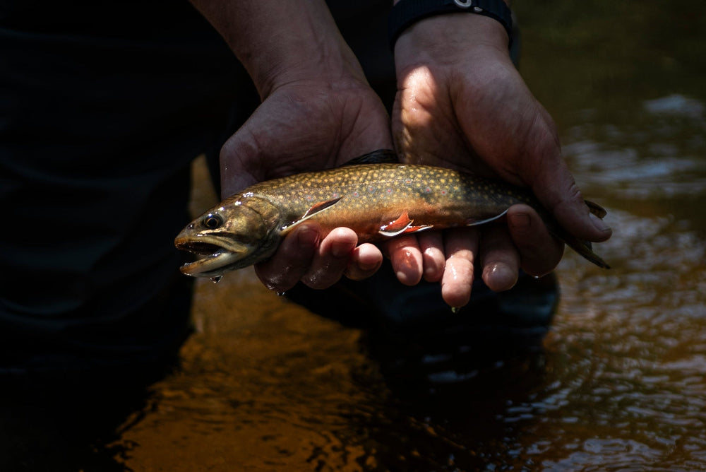 A native wild Maine brook trout caught on a guided fly fishing trip with New England Fly Company.