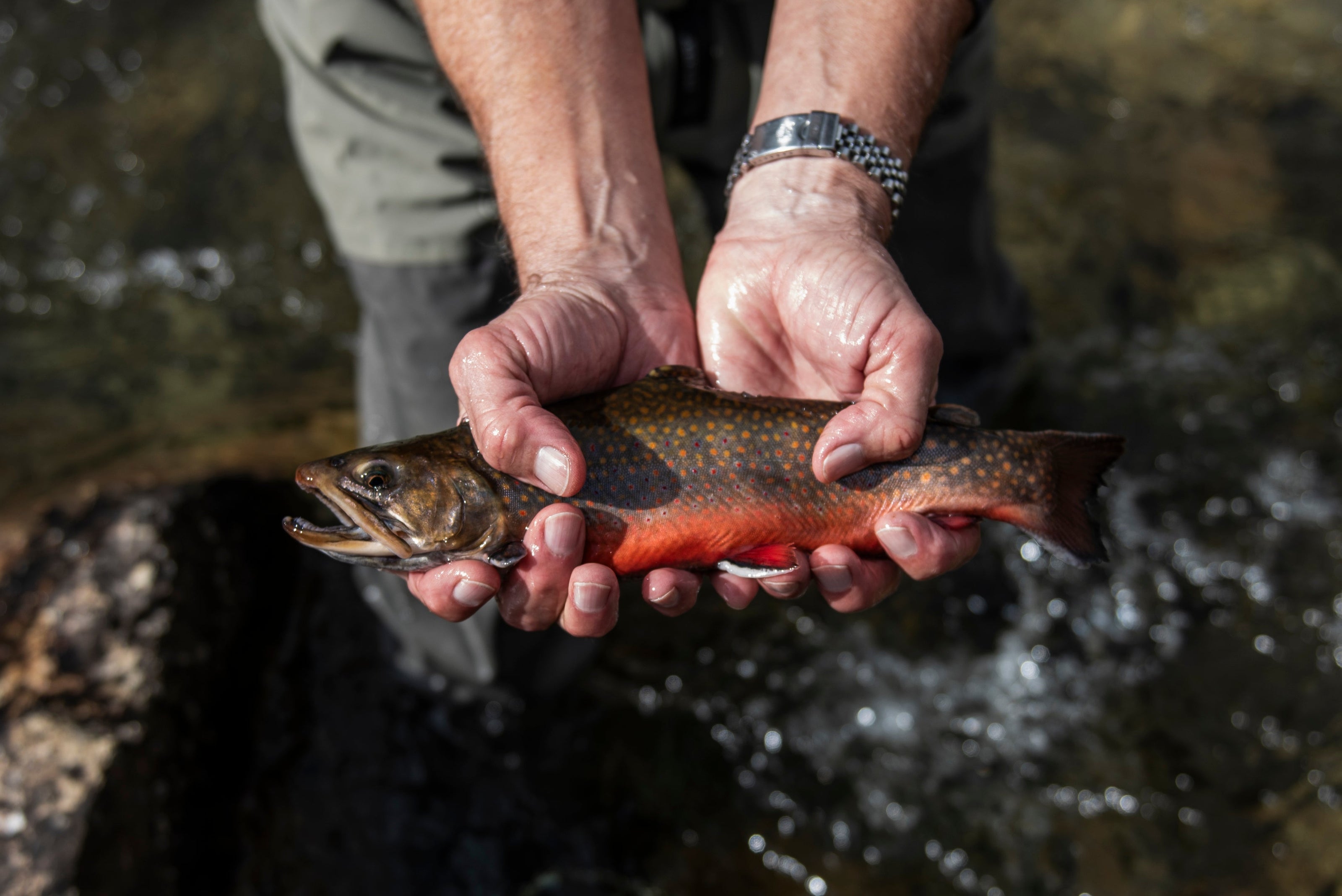 An angler holds a wild Maine brook trout, caught on a guided fly fishing trip with New England Fly Company.