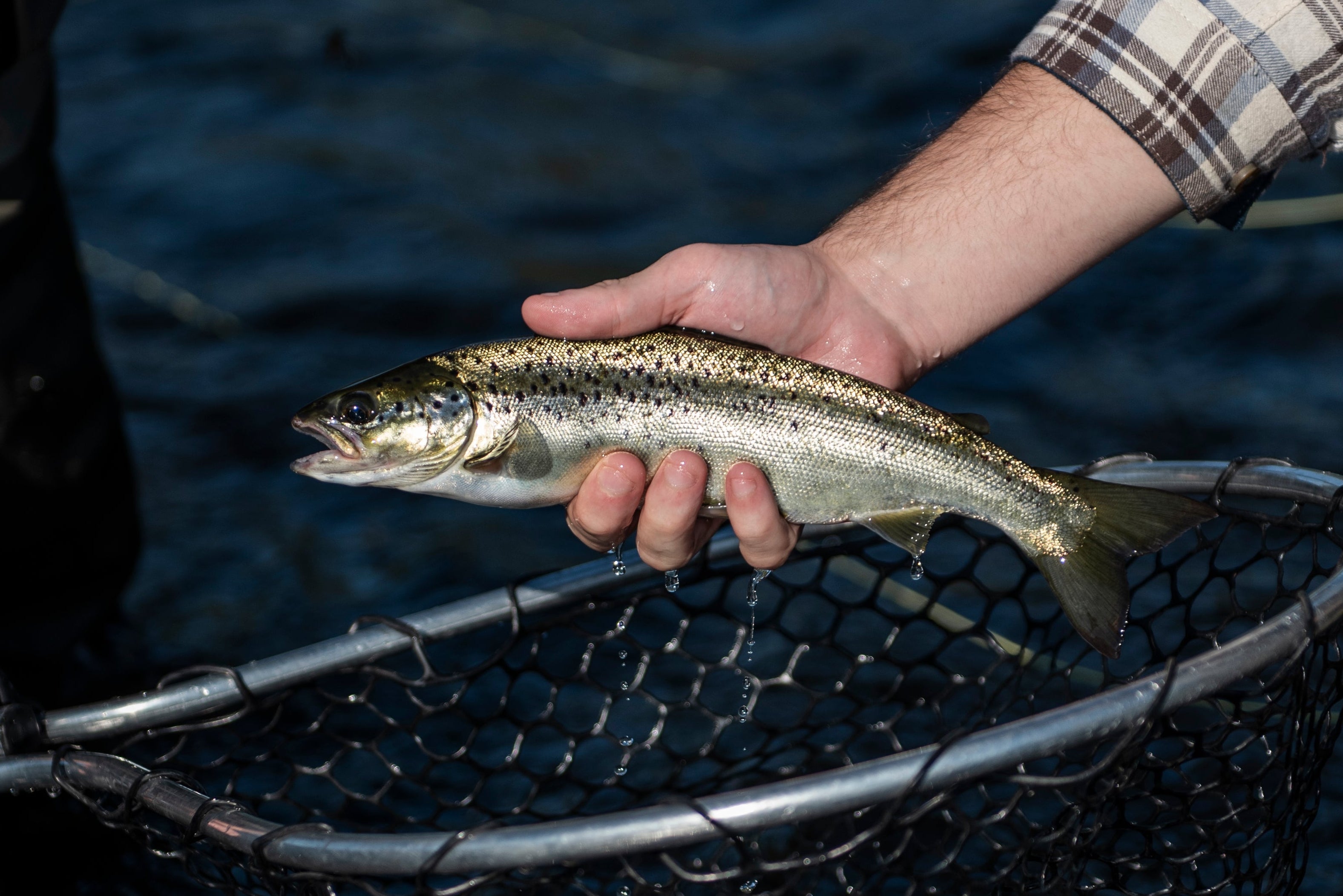 New England Fly Company's guided fly fishing trip client holds a Maine landlocked salmon 
